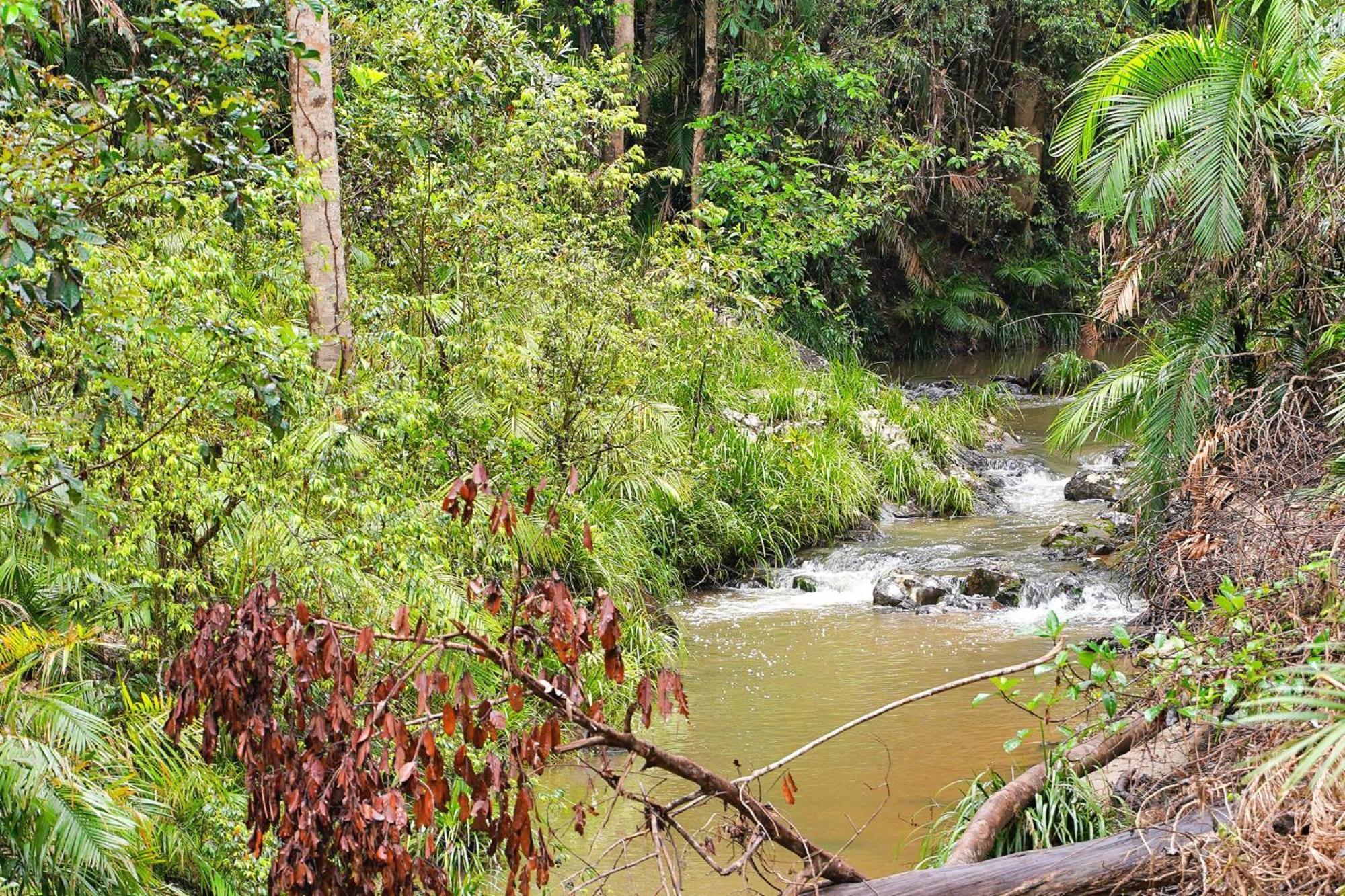 Вілла Kuranda Rainforest Chalet Екстер'єр фото